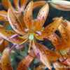 Kochang lily (Lilium distichum). Wild plant in natural habitat.