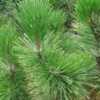 Bosnian Pine (Pinus heldreichii) 002