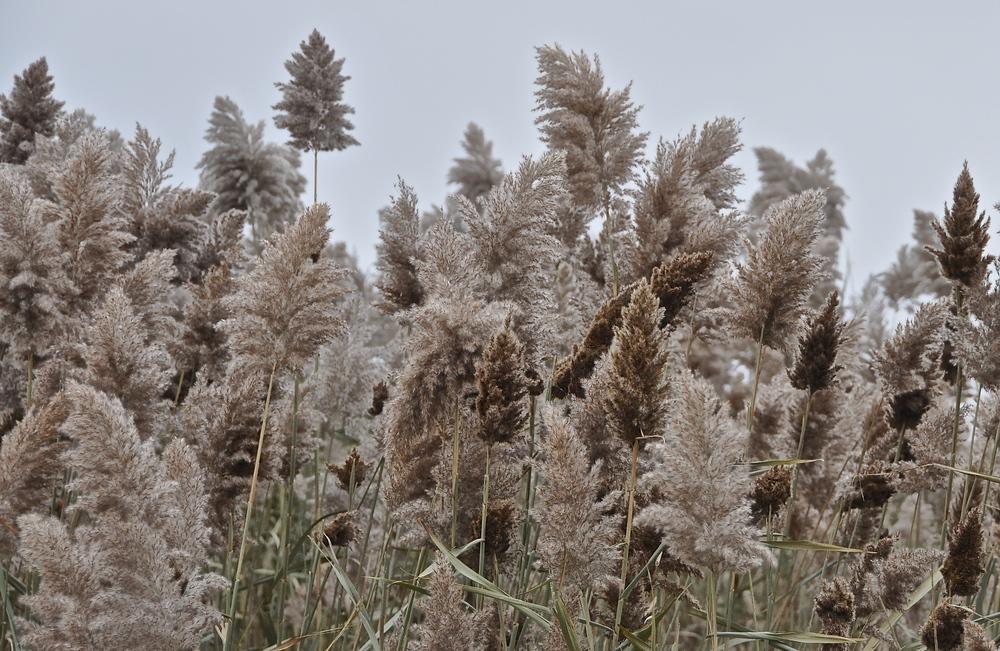 Photo of Uruguayan Pampas Grass (Cortaderia selloana) uploaded by Fleur569