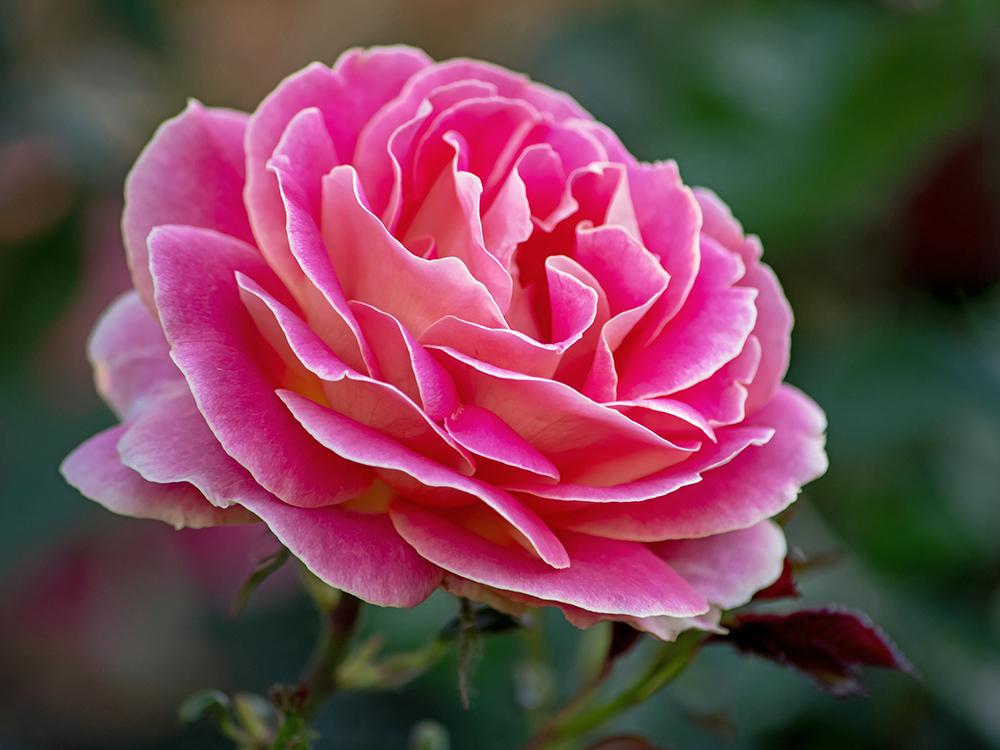 Photo of Roses (Rosa) uploaded by dirtdorphins