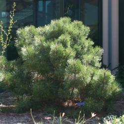 Location: At the Missouri Botanical Garden in Saint Louis
Date: Spring, 2004
European Black Pine (Pinus nigra 'Hornibrookiana')