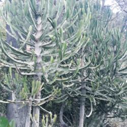 
Date: 2019-04-25
Monte juic botanical garden, barcelona.  Tree euphorbia, exact sp
