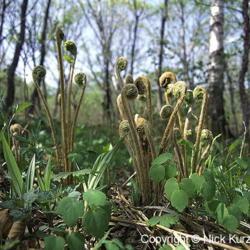 Location: Primorsky Kraj, Russia
Date: 2001
Cinnamon Fern (Osmunda cinnamomea). Wild plant in natural habitat