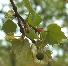 Photo of American Sycamore (Platanus occidentalis) uploaded by mmolyson