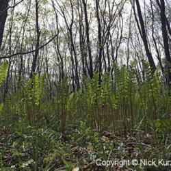 Location: Primorsky Kraj, Russia
Date: 2001
Cinnamon Fern (Osmunda cinnamomea). Wild plant in natural habitat