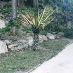 Location: Monte juic
Date: 2019-04-25
Likely a old agave angustifolia variegata