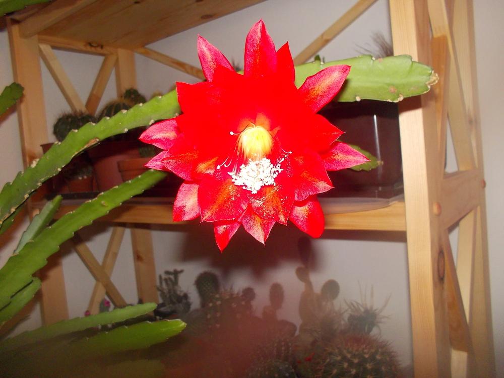 Photo of Disocactus x hybridus uploaded by skopjecollection