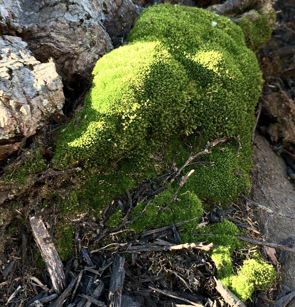 Photo of Sphagnum Moss (Sphagnum cymbilifolium) uploaded by csandt