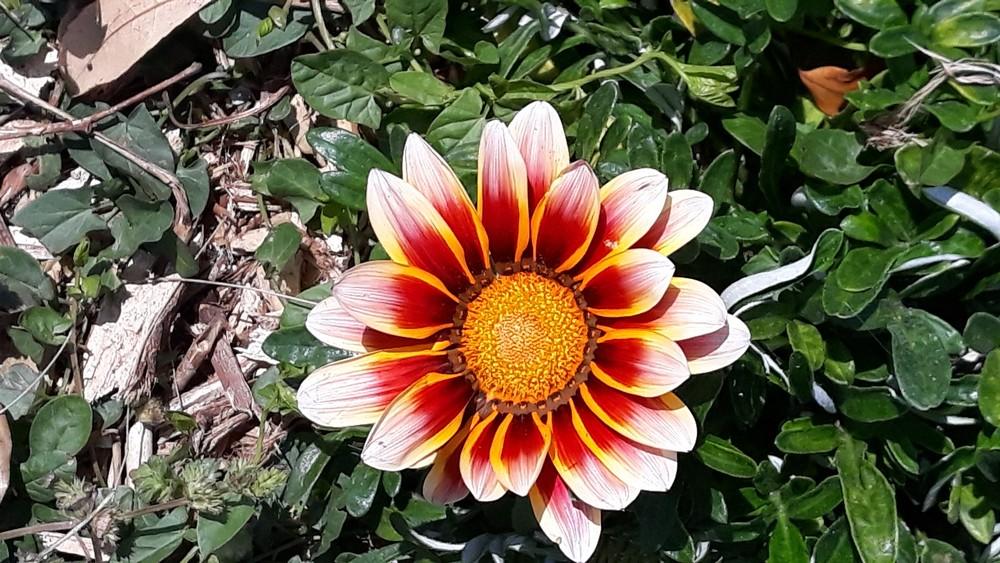 Photo of Treasure Flower (Gazania) uploaded by skopjecollection