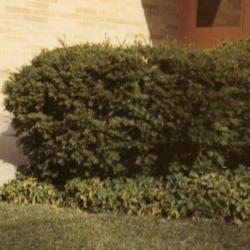 Location: Glen Ellyn, Illinois
Date: summer in 1970's
shrub sheared through the years