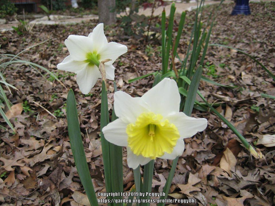 Photo of Daffodils (Narcissus) uploaded by Peggy8b