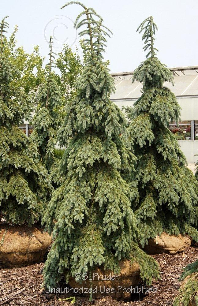 Photo of Weeping White Spruce (Picea glauca 'Pendula') uploaded by DaylilySLP