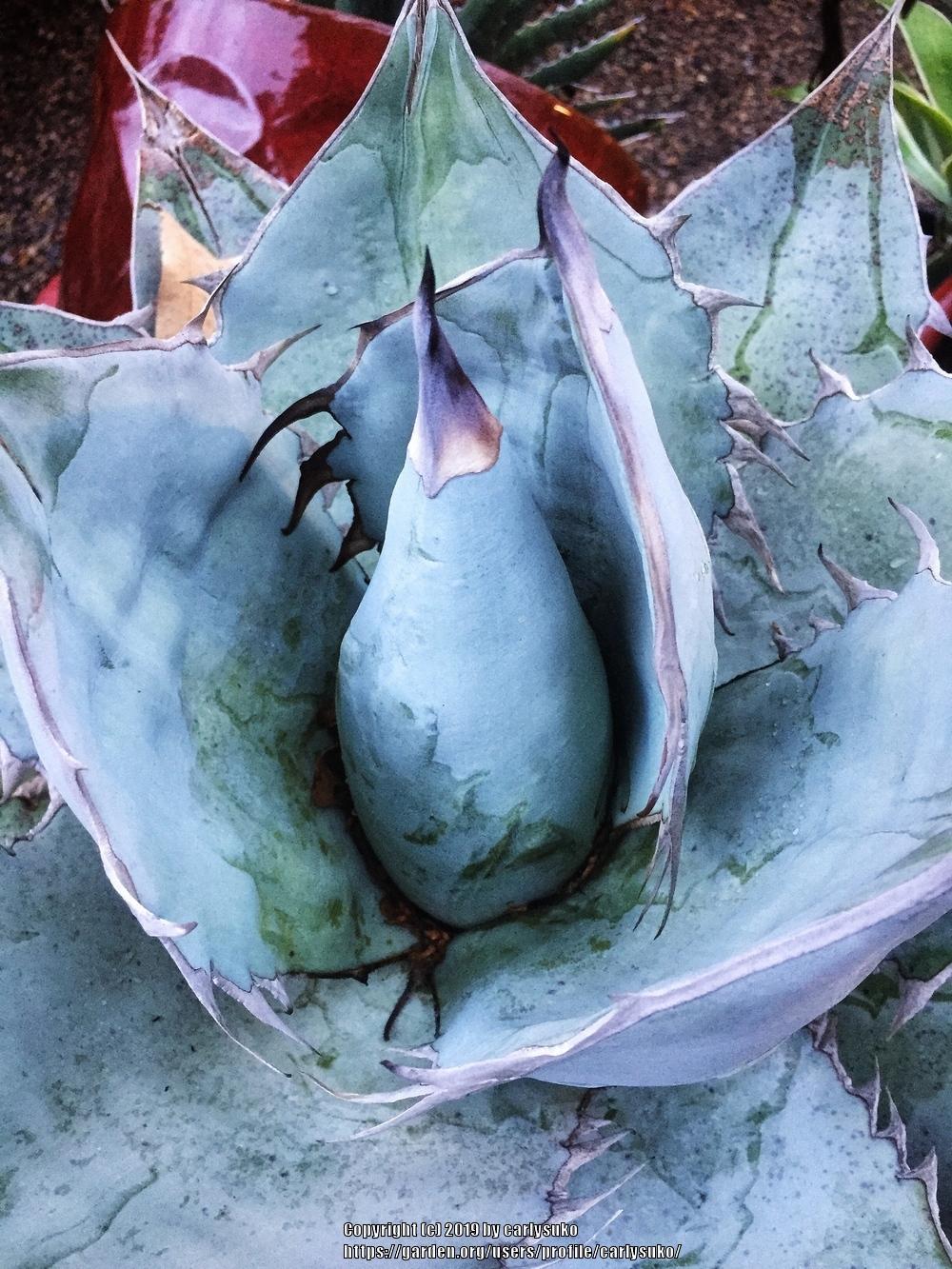 Photo of Agaves (Agave) uploaded by carlysuko