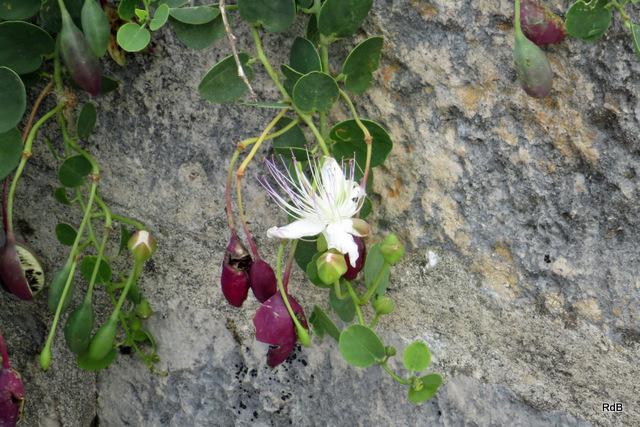 Photo of Caper (Capparis spinosa) uploaded by RuuddeBlock