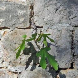 Location: Lokrum Botanical Garden - Dubrovnik - Croatia
Date: 2019-09-10
They can grow anywhere!