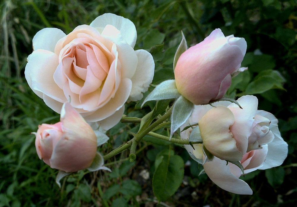 Photo of Rose (Rosa 'Heritage') uploaded by manueldalmeida