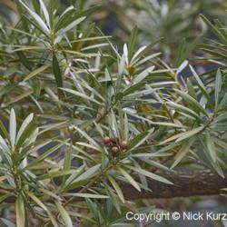 Location: US National Arboretum, Washington DC
Date: 2015-03-21
Yew Plum Pine (Podocarpus macrophyllus).