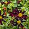 Ebony Star dahlia  Here you see blooms in three stages of develop