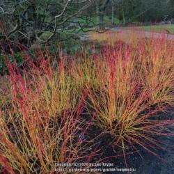 Location: RHS Harlow Carr, Yorkshire, UK
Date: 2020-01-12