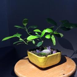 Location: QC, Canada
Date: January 18 2020
Citrus bonsai grown from seed.