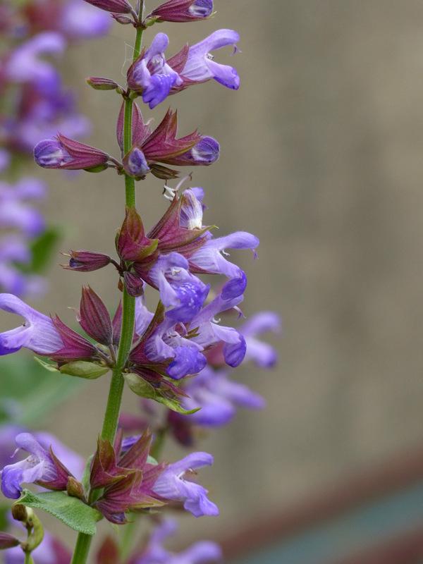 Photo of Culinary Sages (Salvia officinalis) uploaded by molanic