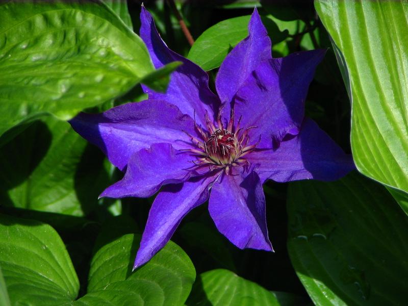 Photo of Clematis uploaded by molanic