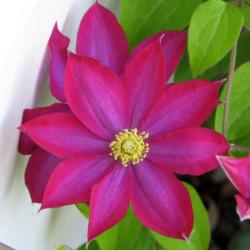 Location: Illinois, US
Date: 2004-05-11
Pink clematis NOID