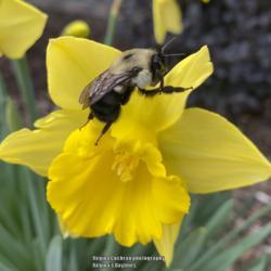 Location: My garden in Warrenville, SC
Date: 2020-01-15
A bee enjoying the warm January weather #bee #pollinator