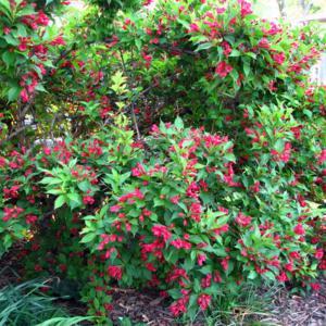 Maybe a variety of Weigela florida?