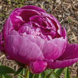 Location: Peony Garden at Nichols Arboretum, Ann Arbor, Michigan
Date: 2019-06-08
Clemenceau peony - In this side view you get a sense of how the c