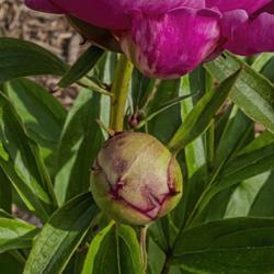 Location: Peony Garden at Nichols Arboretum, Ann Arbor, Michigan
Date: 2019-06-08
Clemenceau peony - very young bud with the cupped outtermost guar