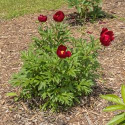 Location: Peony Garden at Nichols Arboretum, Ann Arbor, Michigan
Date: 2019-06-06
Mahogany peony - very young planted (planted fall 2018).  First y