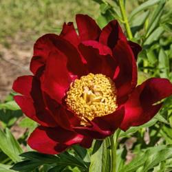 Location: Peony Garden at Nichols Arboretum, Ann Arbor, Michigan
Date: 2019-06-04
Mahogany peony - a deep red bloom that appears superficially to b