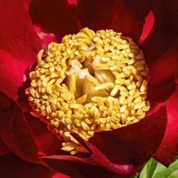 Location: Peony Garden at Nichols Arboretum, Ann Arbor, Michigan
Date: 2019-06-04
Mahogany peony - detail of the barely modified staminodes and the