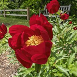 Location: Peony Garden at Nichols Arboretum, Ann Arbor, Michigan
Date: 2019-06-06
Mahogany peony - nominally a Japanese form which appears superfic