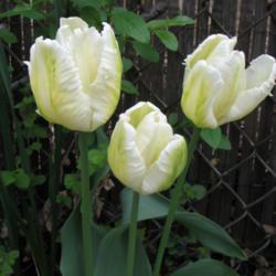 Location: Illinois, US
Date: 2005-04-20
Tulip NOID