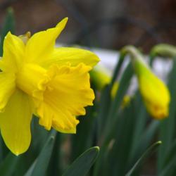 Location: Illinois, US
Date: 2006-04-06
Daffodil NOID, possibly 'King Alfred'