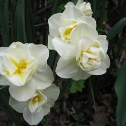 Location: Illinois, US
Date: 2005-04-20
Daffodil NOID, possibly Double Daffodil (Narcissus 'Cheerfulness'
