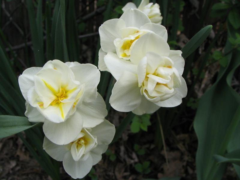Photo of Daffodils (Narcissus) uploaded by molanic