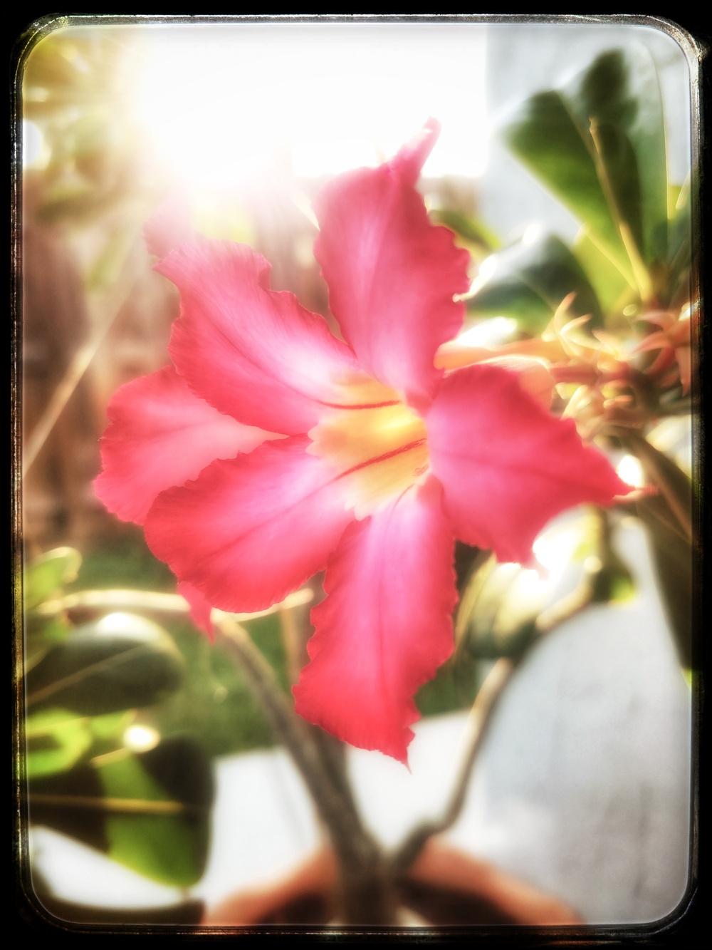 Photo of Desert Rose (Adenium obesum) uploaded by SenseiWu