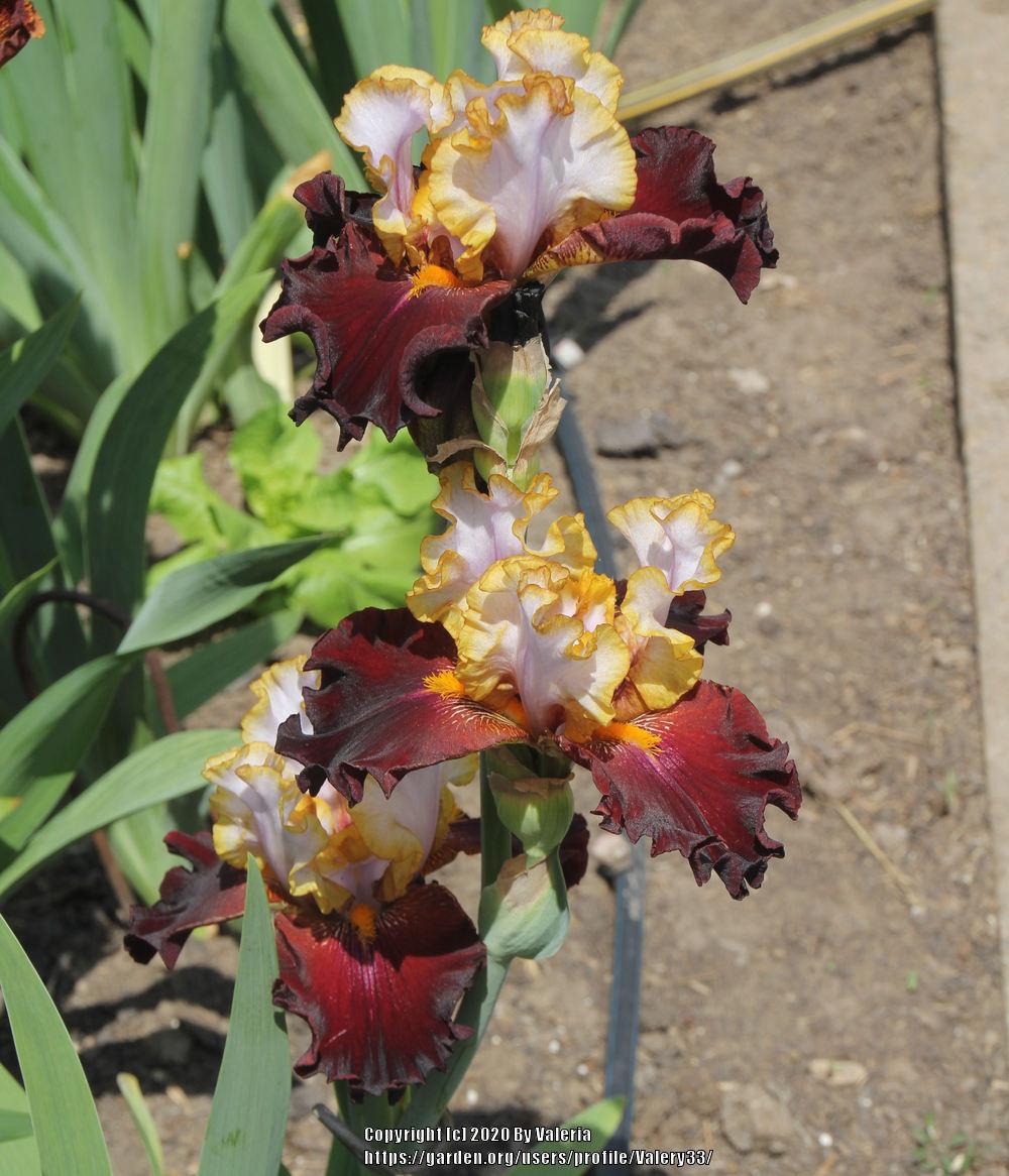 Photo of Tall Bearded Iris (Iris 'Plot Line') uploaded by Valery33