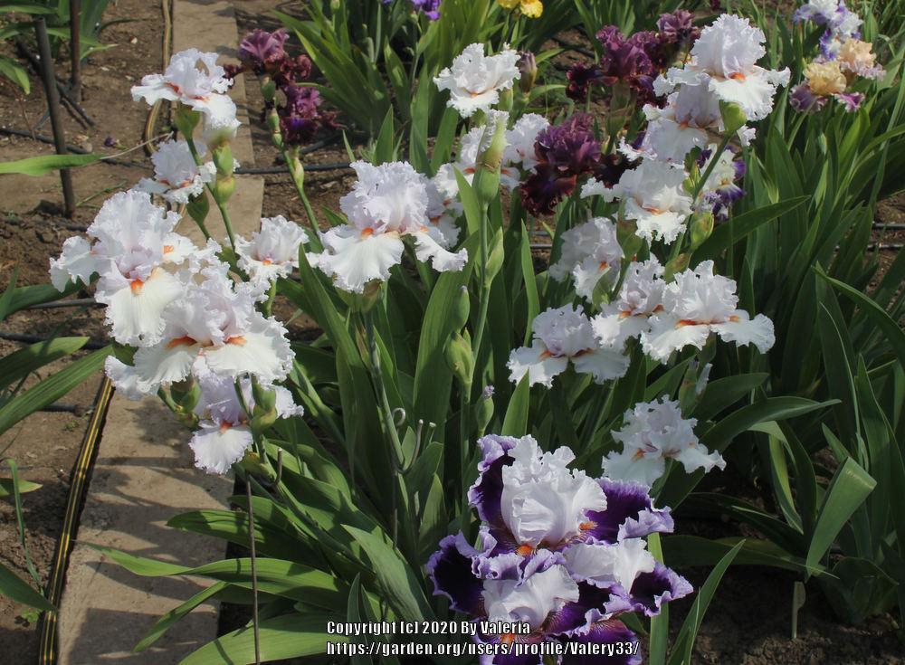 Photo of Tall Bearded Iris (Iris 'Vanilla Frappé') uploaded by Valery33