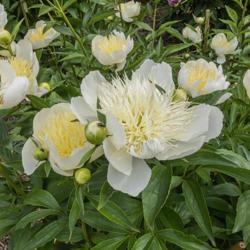 Location: Peony Garden at Nichols Arboretum, Ann Arbor, Michigan
Date: 2019-06-12
Bride's Dream peony at its prime with a range of buds, and young,