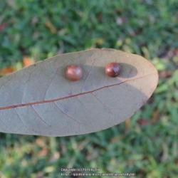 Location: Sebastian,  Florida
Date: 2020-02-02
Reverse side of leaf with galls