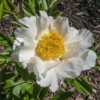 Virginia Dare peony - bloom on first year plant with sweat bee vi