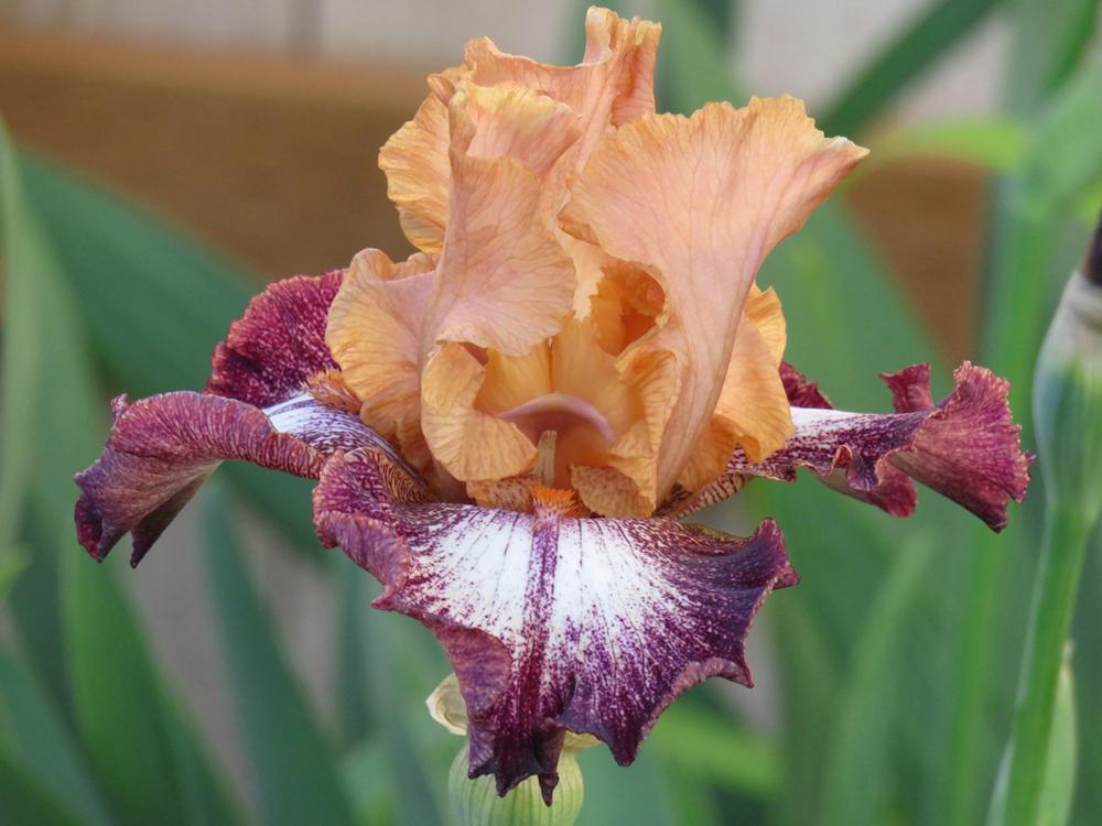 Photo of Tall Bearded Iris (Iris 'Llama Mama') uploaded by Bloomers