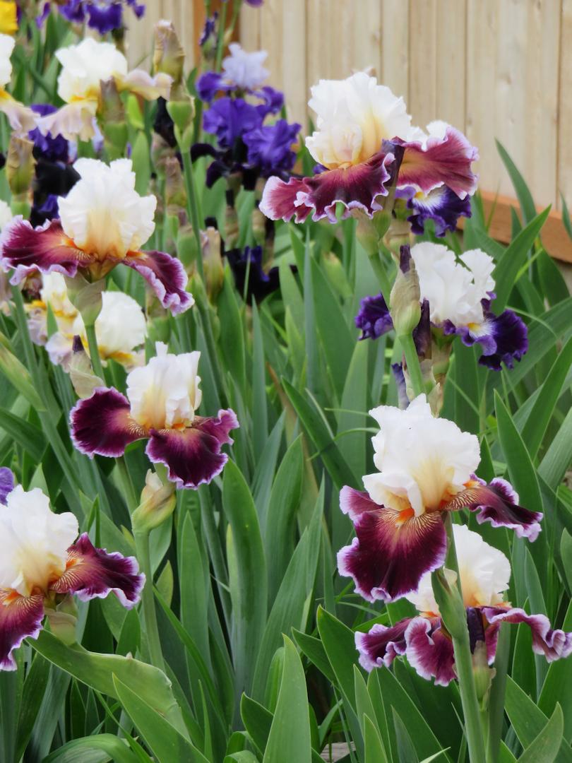 Photo of Tall Bearded Iris (Iris 'Care To Dance') uploaded by Bloomers