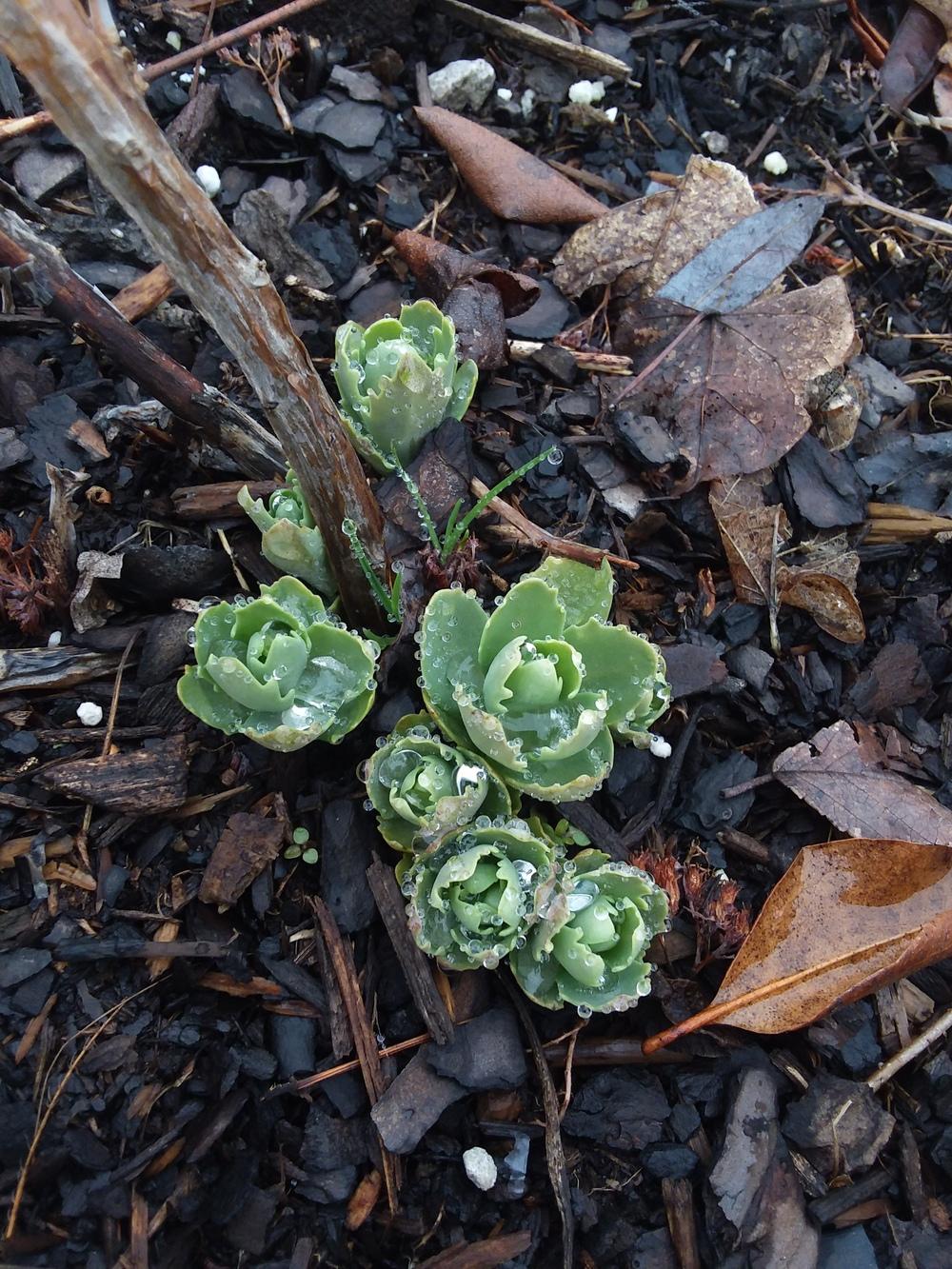 Photo of Stonecrop (Hylotelephium) uploaded by RoseA32