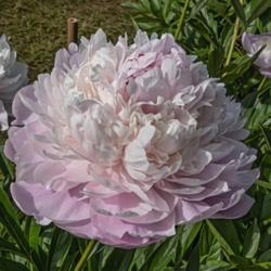 Location: Peony Garden at Nichols Arboretum, Ann Arbor, Michigan
Date: 2019-06-12
Peony Chestine Gowdy - high crowned, two-tone white and pink, wit