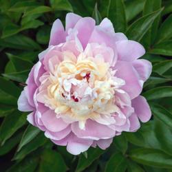 Location: Peony Garden at Nichols Arboretum, Ann Arbor, Michigan
Date: 2017-05-30
Peony Chestine Gowdy - a good example of the bloom ideal:  pink g